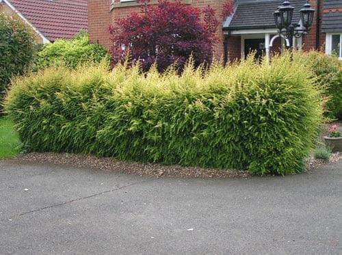 Landscape Refresh — before