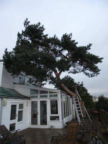 Tree Work — before