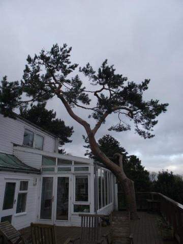 Tree Work — after